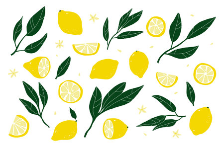 lemon set. Hand-drawn lemons isolated on a white background. Slice, halves, whole fruit, leaves, flowers, seeds. Cartoon citrus tropical collection. Healthy food sign. vector botanical illustrationのイラスト素材