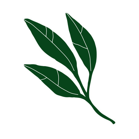 Doodle leaf image. Hand-drawn long plant isolated on white background. Green lemon leaf with veins. Herb summer sign. Vector floral illustration for interior, gardening, holiday. eco botanical posterのイラスト素材