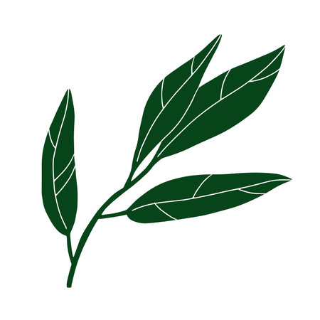 Doodle leaf image. Hand-drawn long plant isolated on white background. Green lemon leaf with veins. Herb summer sign. Vector floral illustration for interior, gardening, holiday. eco botanical posterのイラスト素材