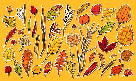 Autumn leaves sketch sticker set. Hand-drawn color textured herbs on orange background. Plant collection. Nature, gardening, forest, fall sign. Leaf of different shapes. vector botanical illustrationのイラスト素材