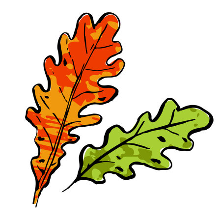Autumn sketch green, red oak leaf. Hand-drawn textured herb on white background. Doodle plant image. Nature, forest, ikebana, fall, summer sign. Carved inked leaf. vector botanical season illustrationのイラスト素材