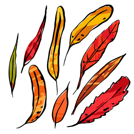 Autumn sketch color leaves. Hand-drawn line textured herb on white background. Doodle graphic plant image. Nature, gardening, forest, fall sign. long inked leaf. vector botanical season illustrationのイラスト素材