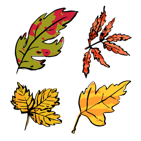 Autumn sketch motley leaf set. Hand-drawn color textured stains herb on white background. Doodle plants. Nature, gardening, forest, fall sign. Carved inked leaf. vector botanical season illustrationのイラスト素材