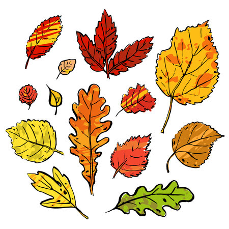 Autumn leaves sketch set. Hand-drawn color textured herbs on white background. Doodle plants collection. Nature, gardening, forest, fall sign. Leaf of different shapes. vector botanical illustrationのイラスト素材