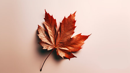Autumn maple leaf on a beige background. Flat lay, top view.の素材
