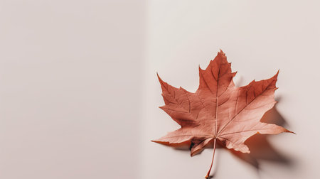 Autumn maple leaf on a white background. Minimal concept.の素材