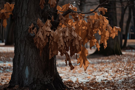 Dry leaves on the branches of a tree in the park.の素材