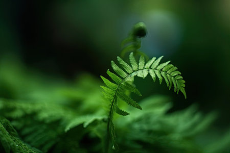 Green fern in the forest. Natural background. Selective focus.の素材