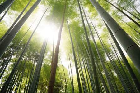 Bamboo forest in Arashiyama, Kyoto, Japan.の素材