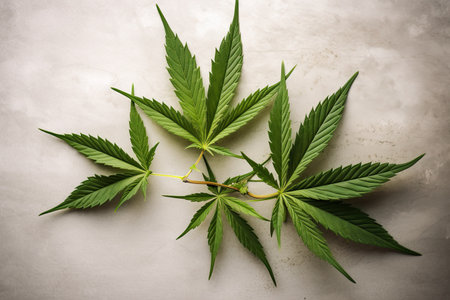 Cannabis leaves on a light background. Thematic photos of hemp.の素材