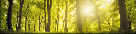 Sunlight in the green forest. Panoramic banner. Nature backgroundの素材