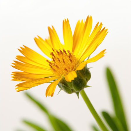 yellow flower on a white background, macro photo, narrow depth of fieldの素材