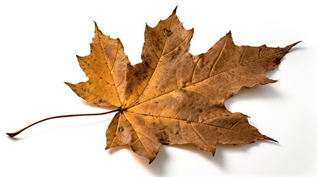 Autumn maple leaf isolated on white background. Close up view.の素材