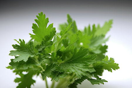 Coriander leaves on a white background. Close-up.の素材