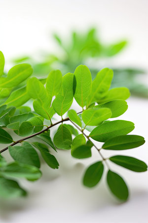 Green leaves on a white background. Shallow depth of field.の素材