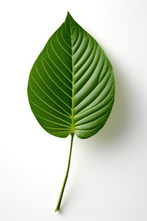 Green leaf isolated on white background, top view, flat lay.の素材