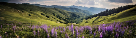 a field of purple flowers in a valleyの素材