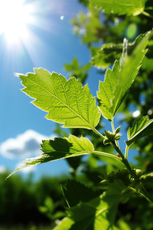 a close up of a leafの素材