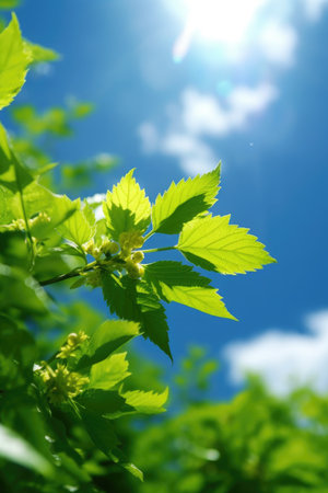 a close up of leaves and flowersの素材