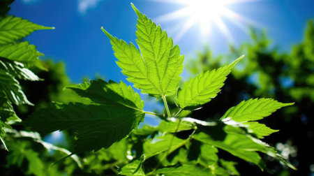 a close up of a leafの素材