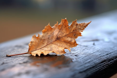 a brown leaf on a wood surfaceの素材