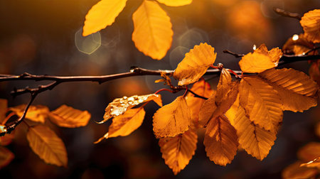 a branch with yellow leavesの素材