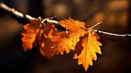 a close up of leaves on a branchの素材