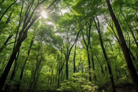 a sun shining through the treesの素材