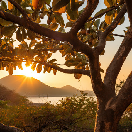 a tree with a sunset behind itの素材