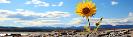 a couple of sunflowersの素材