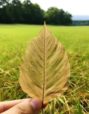 a hand holding a leaf in front of a grass fieldの素材