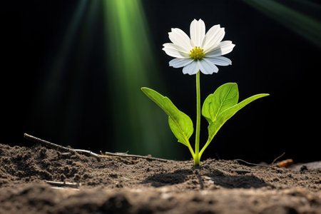 a white flower growing out of dirtの素材