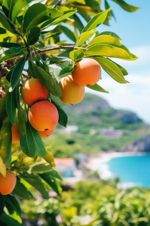 a tree with fruits on itの素材