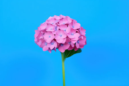 a pink flower with blue flowersの素材