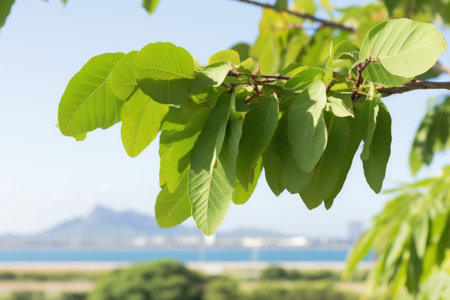 a close up of leaves on a treeの素材