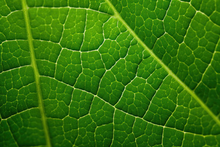 a close up of a leafの素材