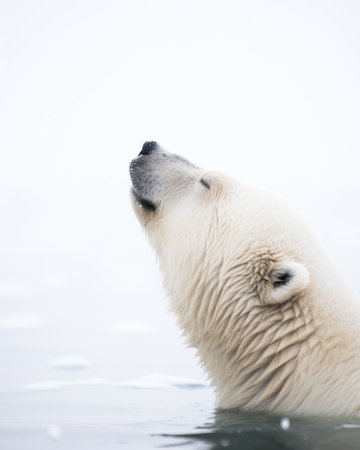a polar bear looking upの素材