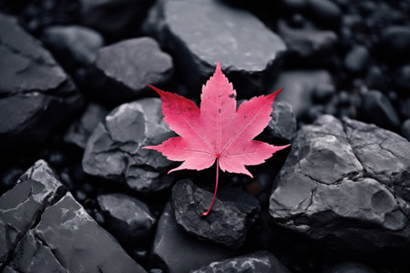 a pink leaf on rocksの素材