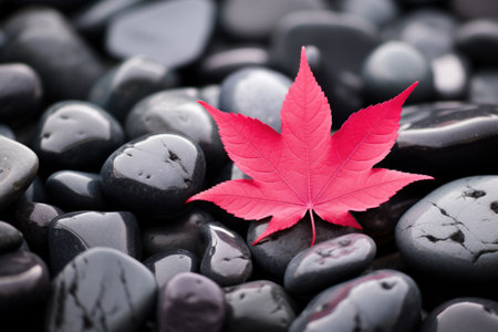 a red leaf on black rocksの素材