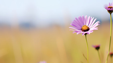 a purple flower with yellow centerの素材