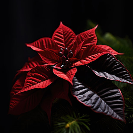 a red and black flowerの素材