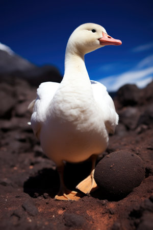 a white duck standing on dirtの素材