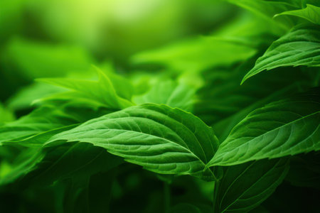 close up of green leavesの素材