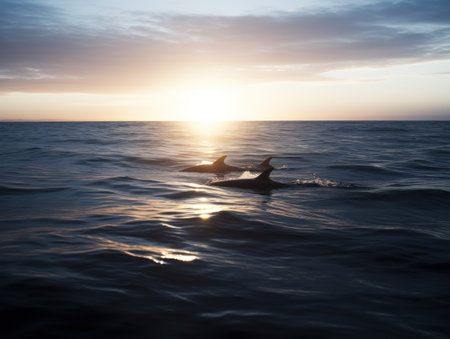 dolphins swimming in the waterの素材