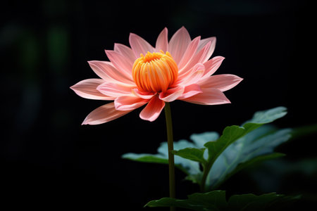 a close up of a flowerの素材