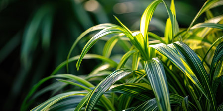 a close up of a plantの素材