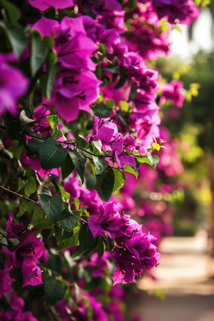 a close up of purple flowersの素材