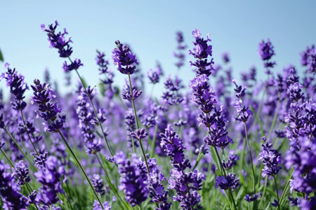 a close up of purple flowersの素材