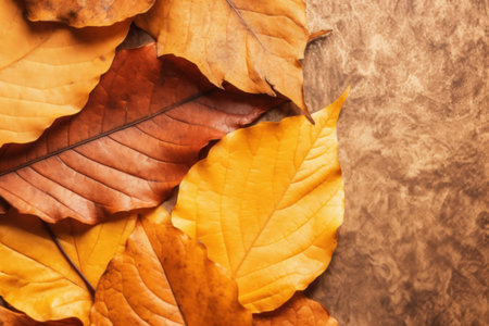 a group of brown and orange leavesの素材