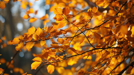 a tree branch with orange leavesの素材